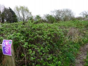 Cardiff Conservation Volunteers 1